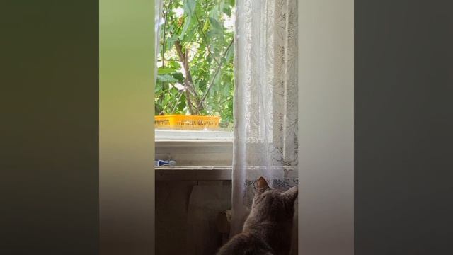 Кошка видит воробьёв за окном, релакс под музыку. смотреть онлайн