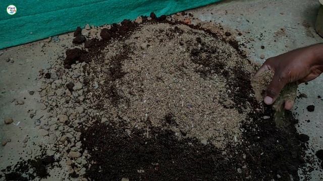 how to grow Bulbous plant смотреть онлайн