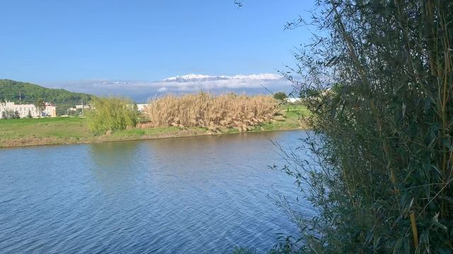 Бамбуковая роща