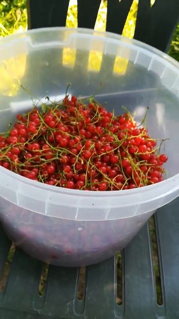Сбор красной смородины окончила.