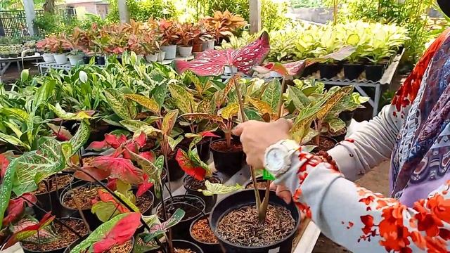 TERLENGKAP !! PUSAT PENJUAL TANAMAN HIAS DESA MIRU GRESIK смотреть онлайн