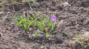 Весенним деньком. Cats on a spring day