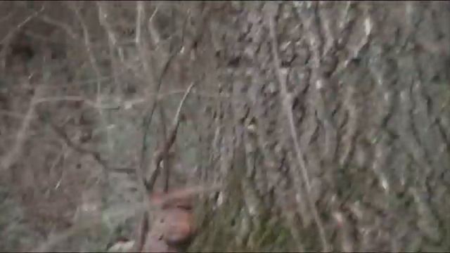 Белка в парке