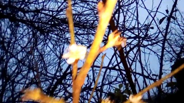 ЗАЦВЕЛА СЛИВА В САДУ 12 декабря 2018 г. смотреть онлайн