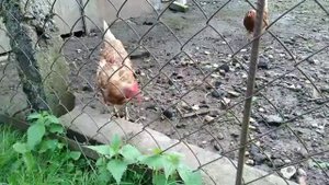 КОРМИМ КУРОЧЕК,ягодами МАЛИНА ВИШНЯ