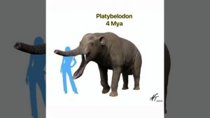 Elephant evolution 🐘