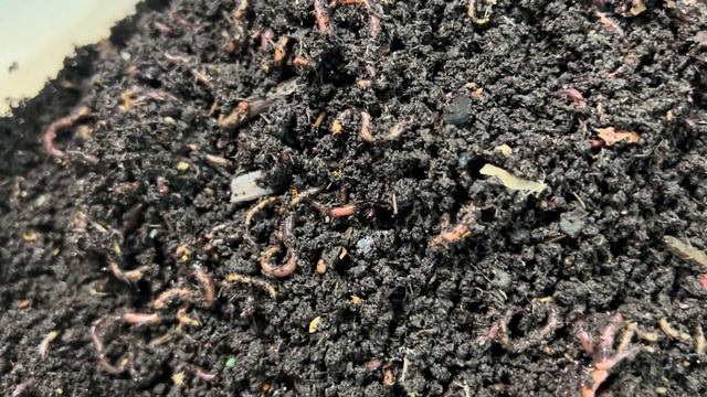 Christmas in July for the Worm Bin! смотреть онлайн