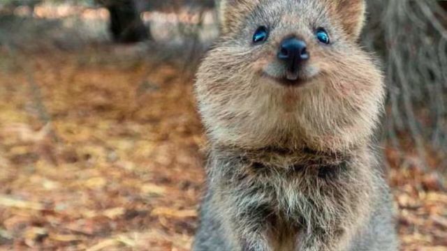 Quokka Fun Facts смотреть онлайн