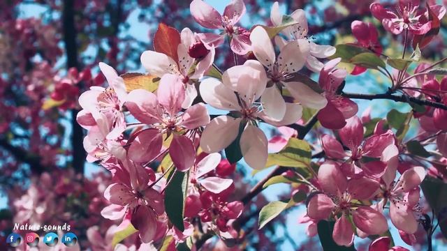 Это безумно красивая мелодия, от которой мурашки по коже! Просто музыка Сергей Грищук! #2024 смотреть онлайн