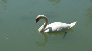 Водоплавающие в парке.