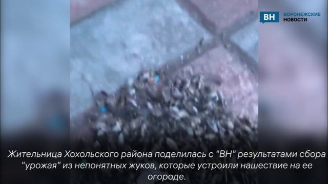 Масштабное нашествие неизвестных воронежцам жуков показали на видео