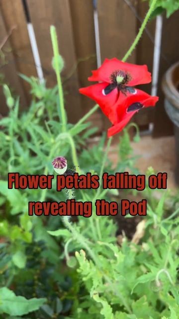 Happy Memorial Day! The red poppy symbolizes ☮️, resilience, and remembrance for the fallen soldier