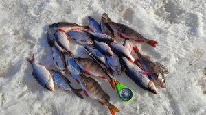 ОКУНЬ и СОРОГА на мормышку и блёсны.