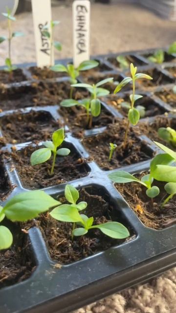 Aster & Echinacea Seedlings! 🌱 🌸 #shorts #bees #pollinators #color #beauty #flowers #garden смотреть онлайн
