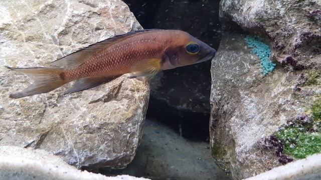 Neolamprologus furcifer Kasanga WF - samica opiekująca się ikrą смотреть онлайн