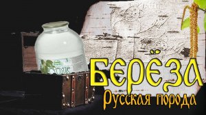 Почему БЕРЁЗА русская?