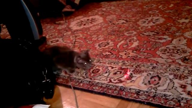 Кот разговаривает с точкой от лазерной указки