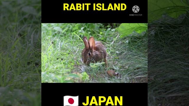 Japan Rabbit Island Facts | Full Details Hindi#facts#shorts#viral смотреть онлайн