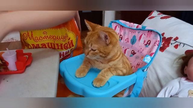 Опять наш кот Персей голодный, Вика решила им заняться🐱🐈🐈⬛🍲🥣 смотреть онлайн