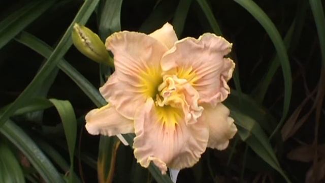 DIXIE SWEETHEART смотреть онлайн