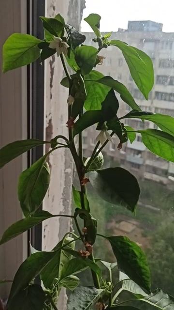 Мои комнатные перцы. Белозерка, жёлтый и желтая капля. Скоро созреет урожай! смотреть онлайн