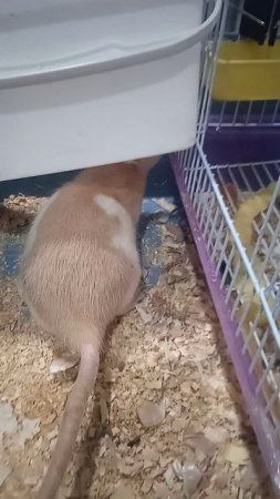 Как выглядит крыса амберовский капюшон рыжий 🐀🐀🐀
