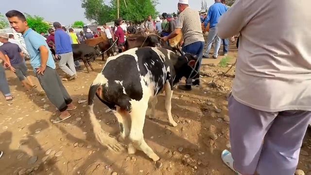 Молбозори Хулбук Баъди Иди Курбон дар Бозор Бука намондай,  22 июня 2024 г.