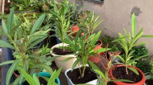 Пересадка растений. Олеандры. 28.05.2024