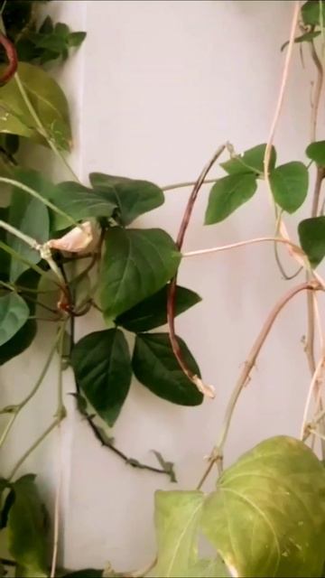 @Red Noodle beans 🫘👉#Yard #Long #Bean 12inch Pot/Partially filled with sand In Zero Budget Gardenin смотреть онлайн