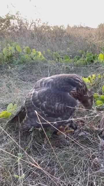 Ястреб тетеревятник! смотреть онлайн