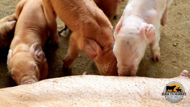 Hog Raising Business with Kono Salinas EP 6: Anu-ano ang mga dapat alamin at ihanda sa pagwawalay. смотреть онлайн