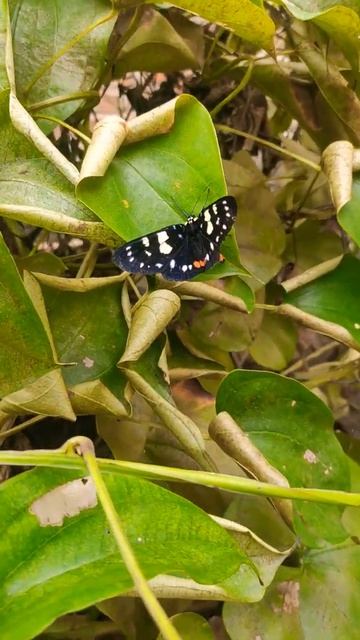 Cute Black Moth ☺️🎵🦋 #Shorts @Ak Videos смотреть онлайн