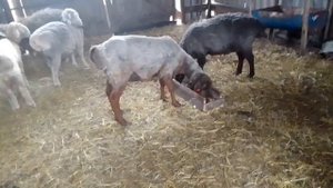 Охота на крота//Подстриг Катю//Кощеевский хуторок.