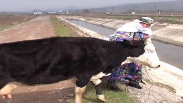 Гайи Гову Кампира гам метият.Подписаться ва Лайкро фаромуш накунед. смотреть онлайн