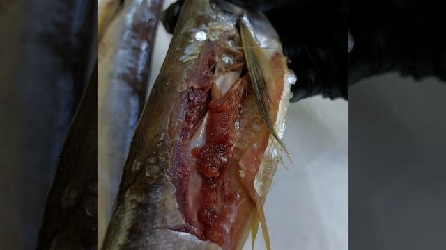 Жирная рыбка 🐟Чехонь вяленая 💣1кг/590₽Жир течёт ручьём 🤤попадается с икрой 🤤 смотреть онлайн