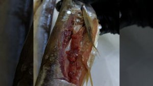 Жирная рыбка 🐟Чехонь вяленая 💣1кг/590₽Жир течёт ручьём 🤤попадается с икрой 🤤