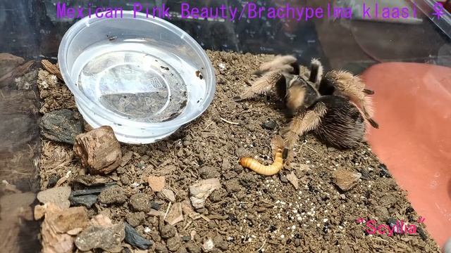 Tarantula Feeding Mania 2: The Mania-ing смотреть онлайн