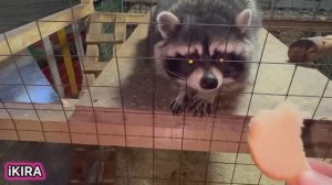 Зоопарк VLOG ГУЛЯЛИ В ПАРКЕ.