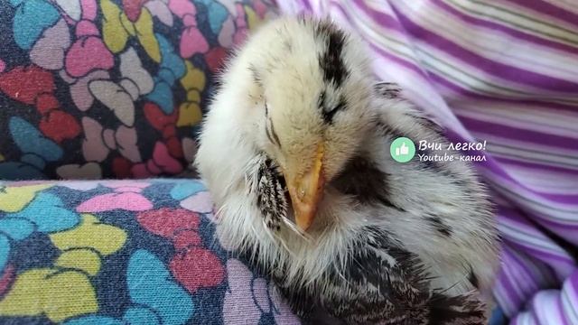 Як говорить курка (курча). Як спить курка (курча). Курча свариться. Курка співає. Звуки природи смотреть онлайн