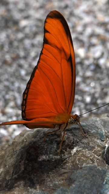 5 Incredible Butterfly Facts! смотреть онлайн