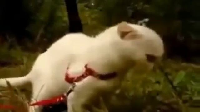 Кот с дьявольскими глазами  Ржач!!! смотреть онлайн