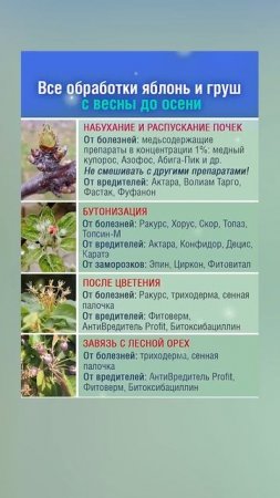 Все обработки яблонь и груш