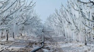 Рекордные за последние 30 лет заморозки пришли в Турцию