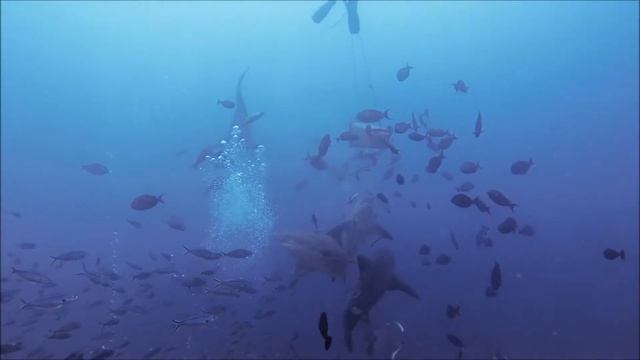 Diving with Bull Sharks in Beqa смотреть онлайн