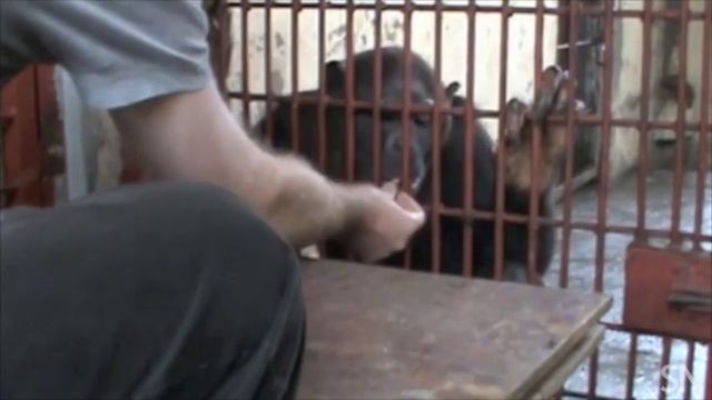 Chimps show their smarts  Science News