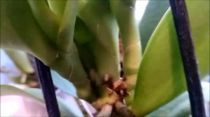 Новые орхидеи : СИНГОЛО ВИКТОРИО // Мутант ГРОССЕТО // СЕКРЕТНЫЙ АРОМАТ