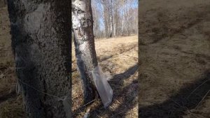Березовый сок пошёл непрерывной струей, а рыба не пошла!