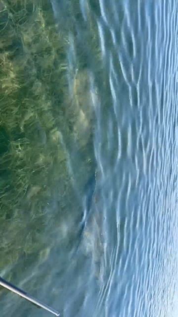 #RARE ULTRA #ENDANGERED 14’ #SAWFISH / SAW #SHARK #Fish #ocean #incredible #animal #ocean #florida