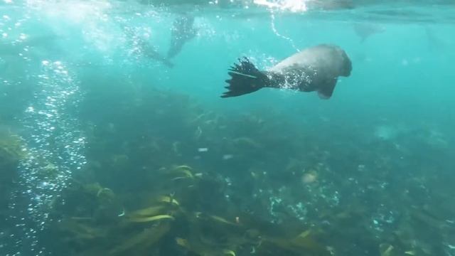 Group of Sea Lions Swimming Underwater смотреть онлайн