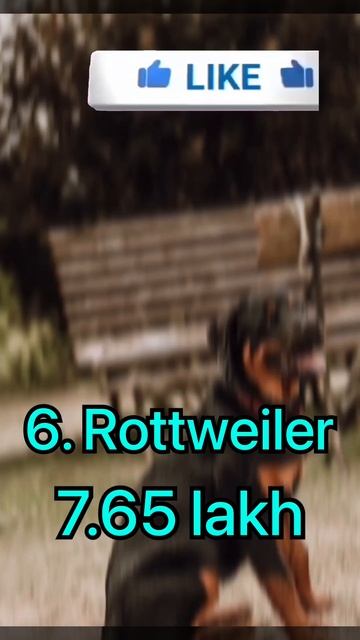 Top 10 Most Expensive Dog Breeds in World | #shorts #viral смотреть онлайн